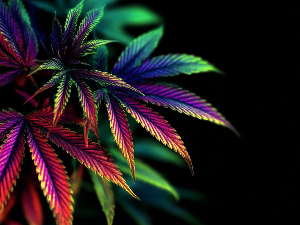 Cannabis stocks about to get high again?